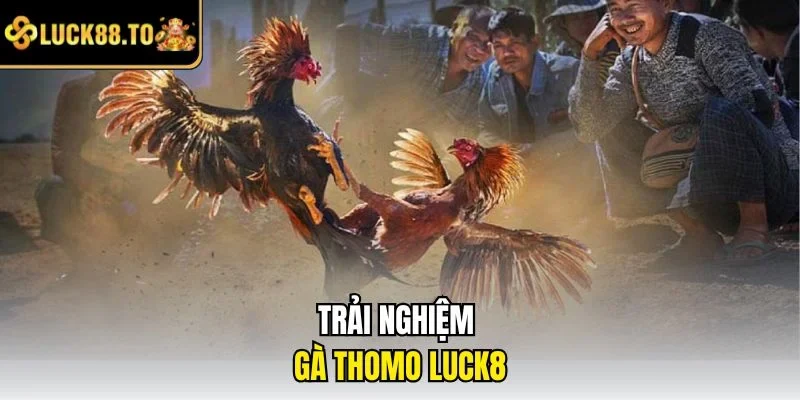 Trải nghiệm gà thomo LUCK8